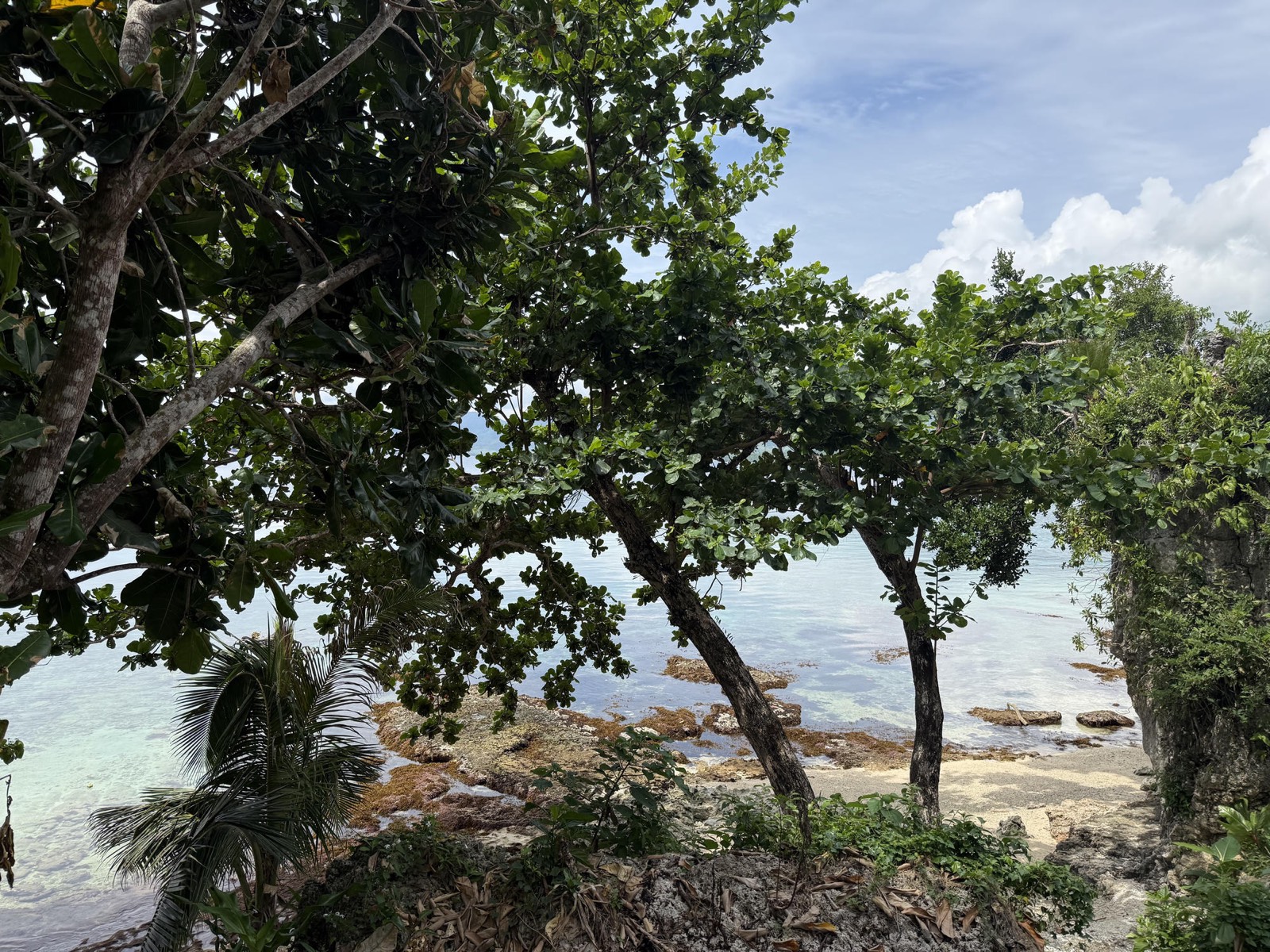 Shady seaside trees and clear water